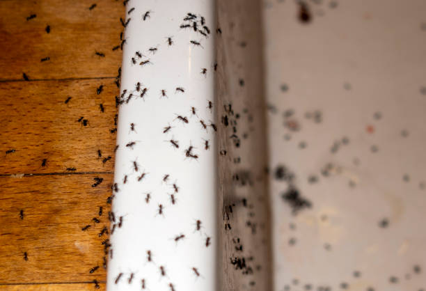 Best Pest Control Cost  in Ellinwood, KS